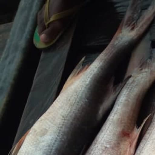 Sea Food
